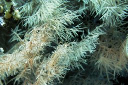 Plumapathes pennacea